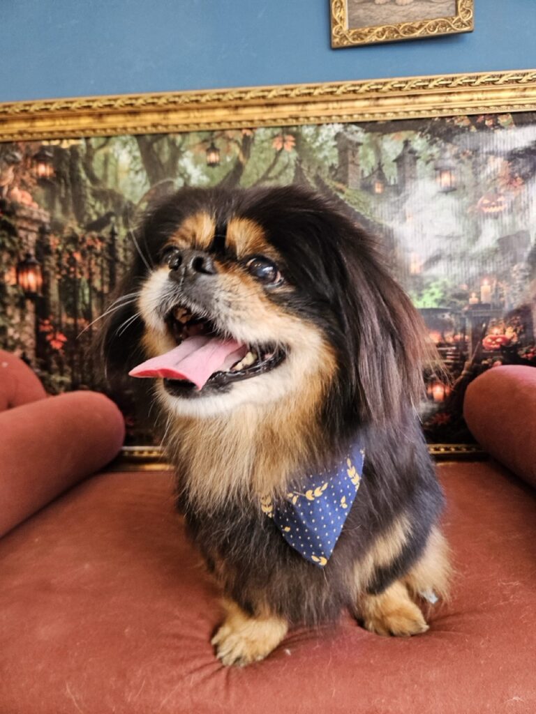 Maxuel, Pequinês atendido na Realeza Pets