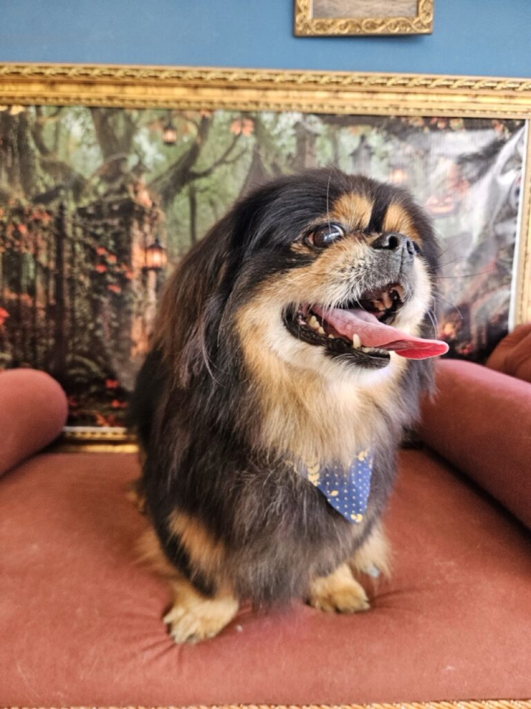 Maxuel na Realeza Pets, foto 11