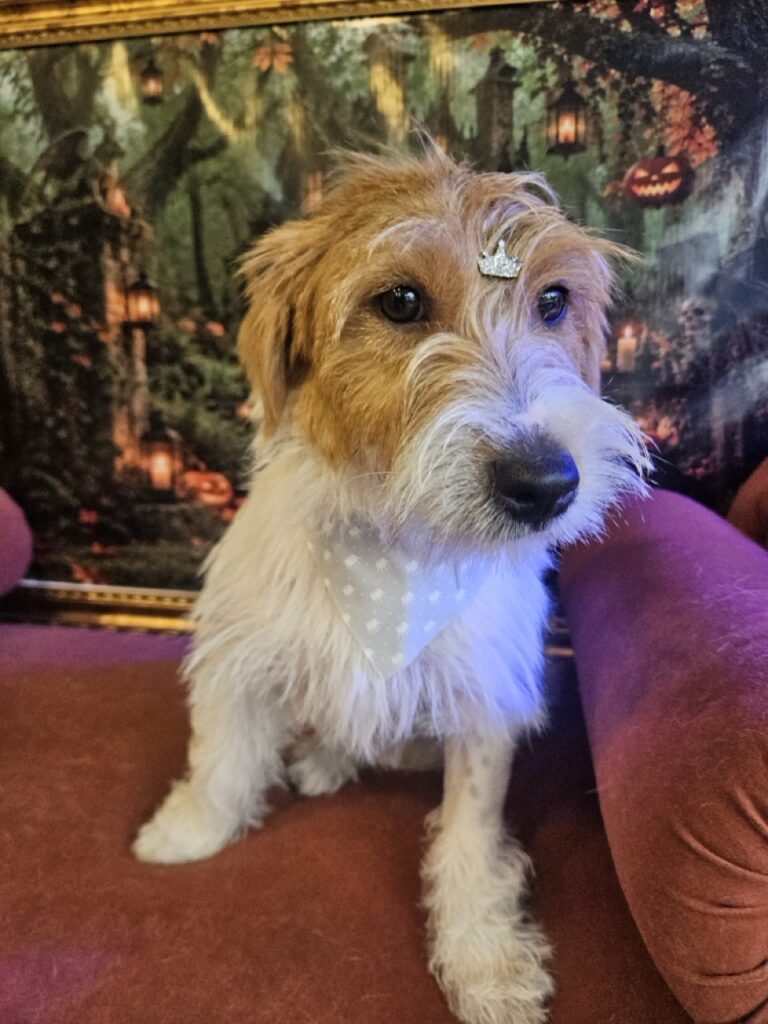 Bob na Realeza Pets, foto 15