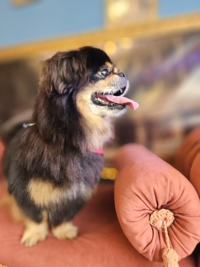 Maxuel na Realeza Pets, foto 5