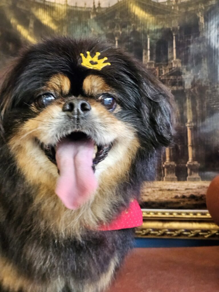 Maxuel na Realeza Pets, foto 6