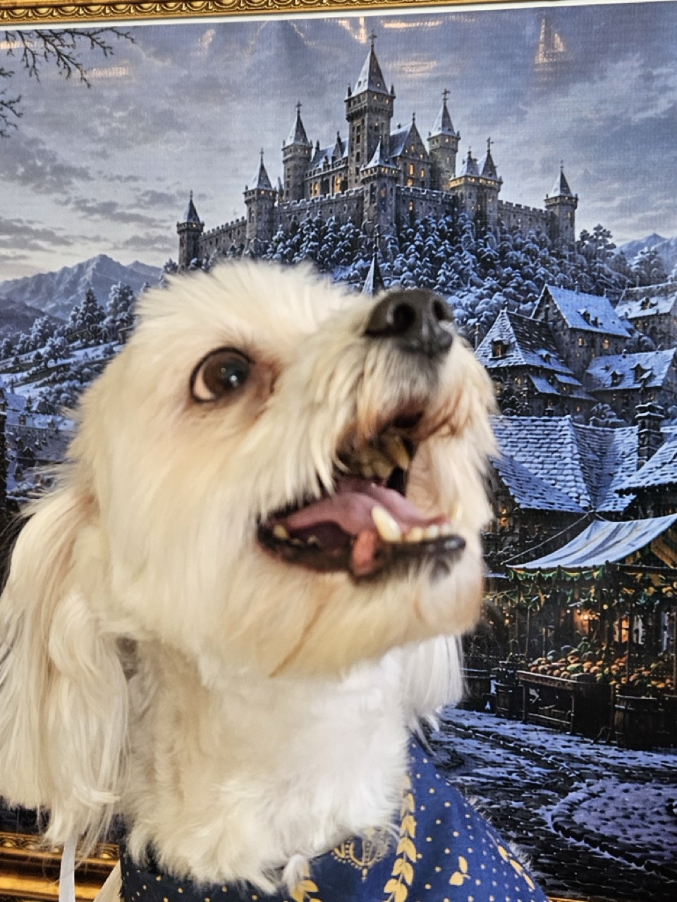 Tosa Tosa Personalizada em Layke, Maltês, feita na Realeza Pets