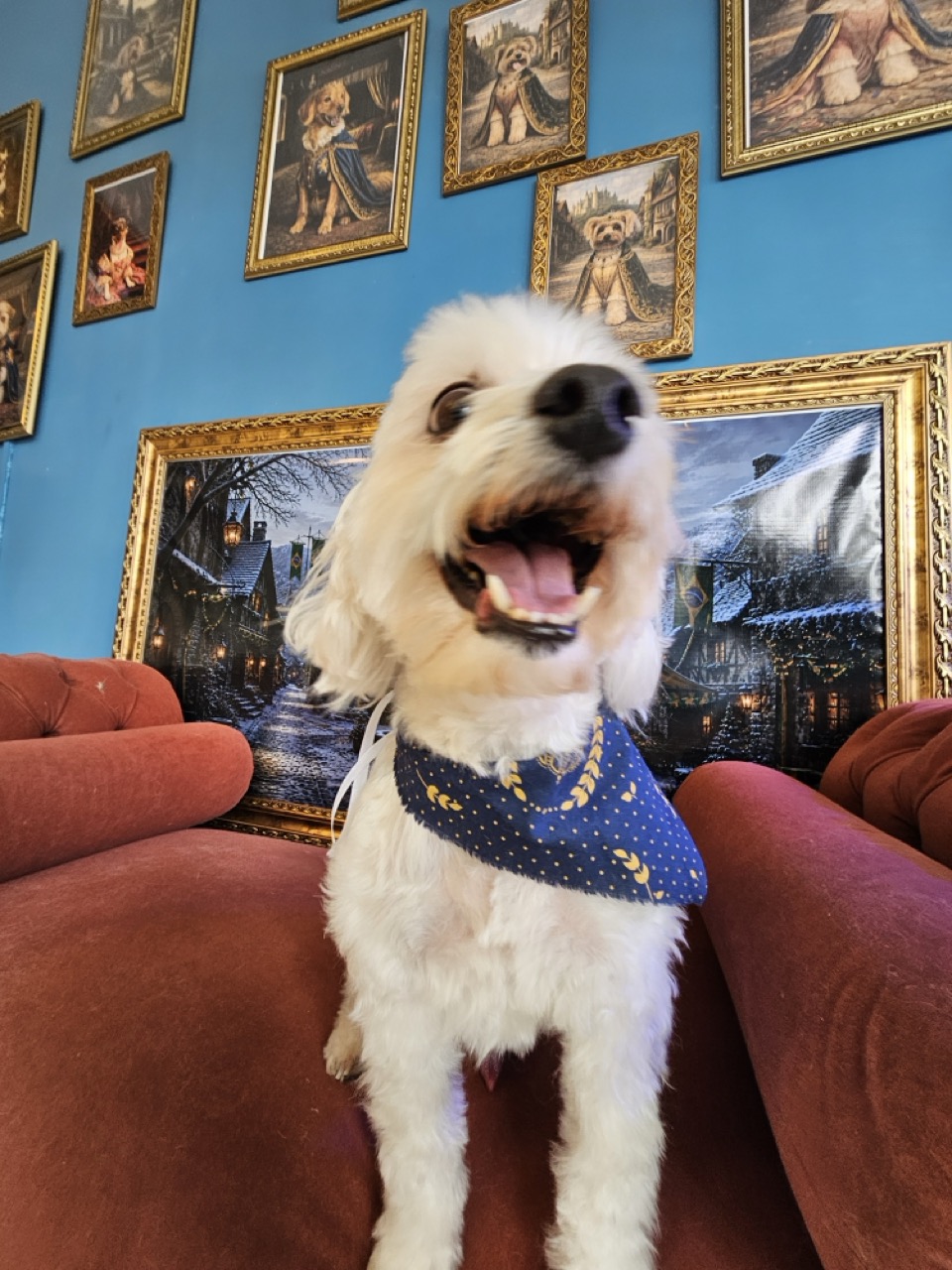Tosa Tosa Personalizada em Layke, Maltês, feita na Realeza Pets