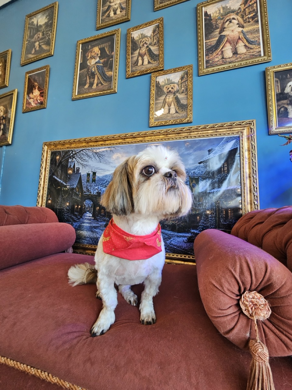 Tosa Tosa Total em Dalila, Shih Tzu, feita na Realeza Pets
