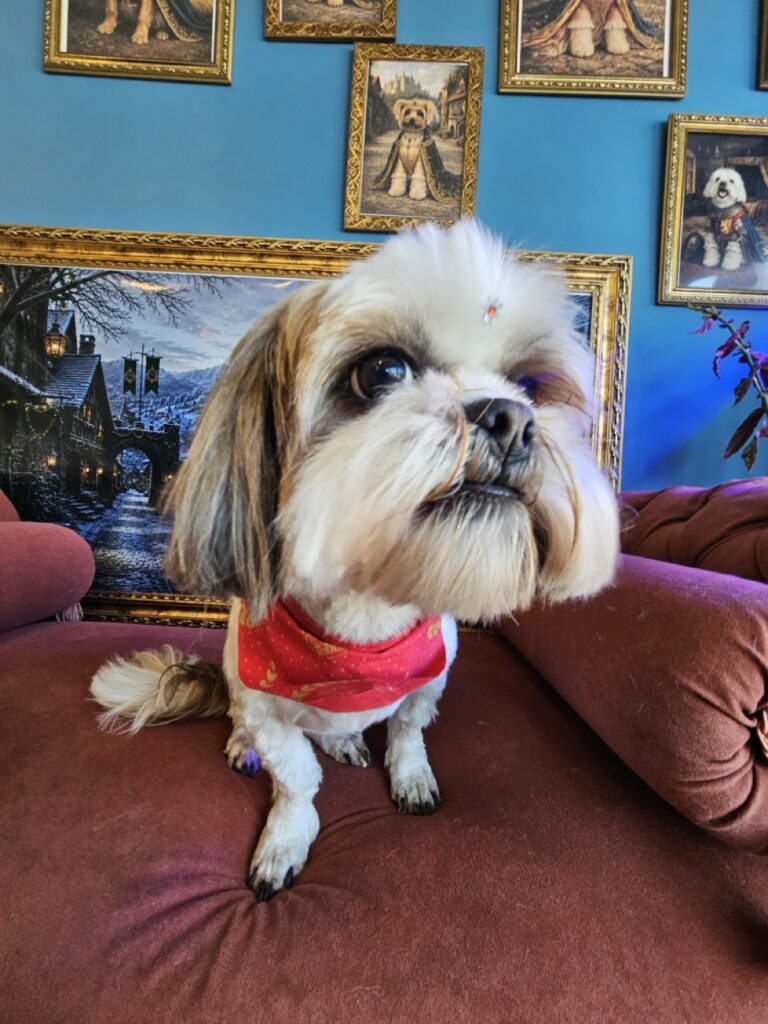 Dalila, Shih Tzu atendido na Realeza Pets