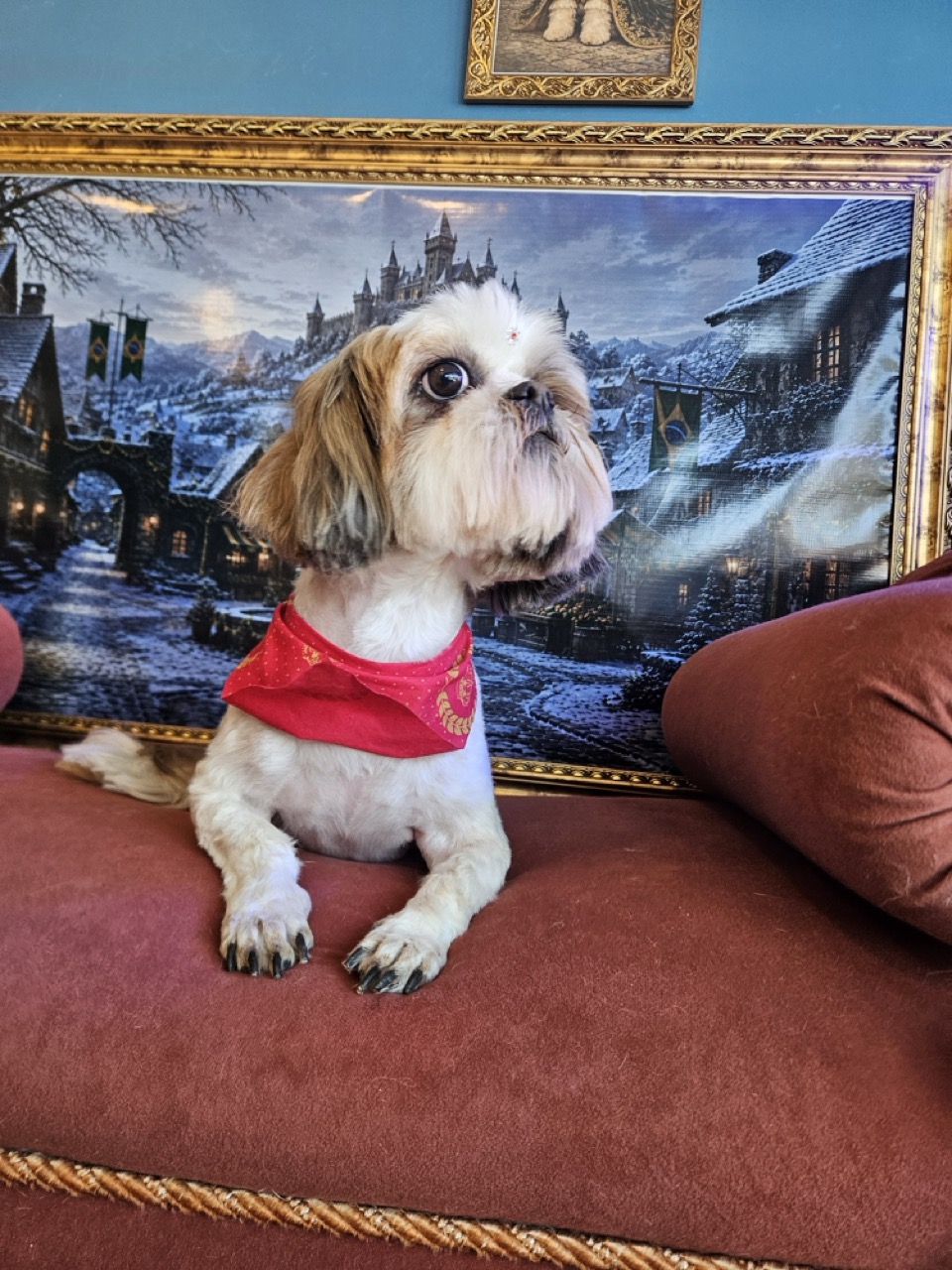 Tosa Tosa Total em Dalila, Shih Tzu, feita na Realeza Pets