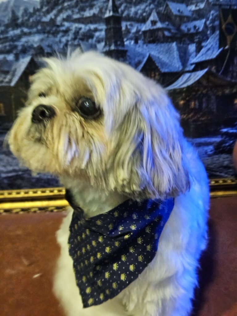 Tommy, Shih Tzu atendido na Realeza Pets