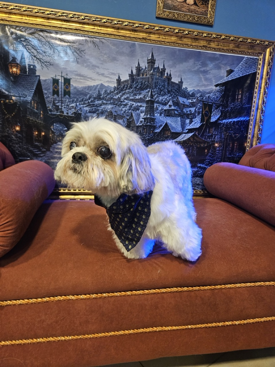 Tosa Tosa Bebê em Tommy, Shih Tzu, feita na Realeza Pets