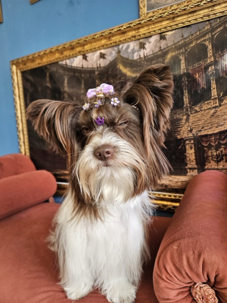 Cacau na Realeza Pets, foto 11