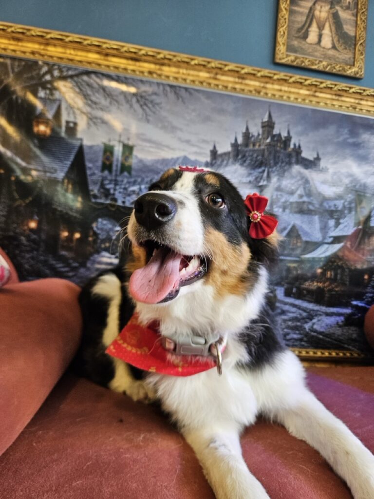 Zara, Border Collie atendido na Realeza Pets