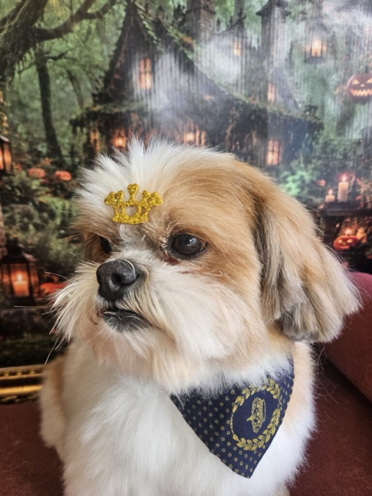 Buddy, Shih Tzu atendido na Realeza Pets