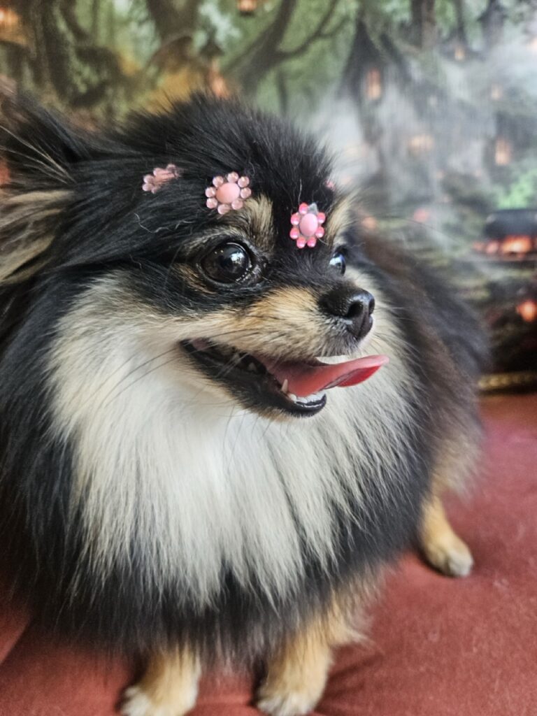 Donatella na Realeza Pets, foto 13