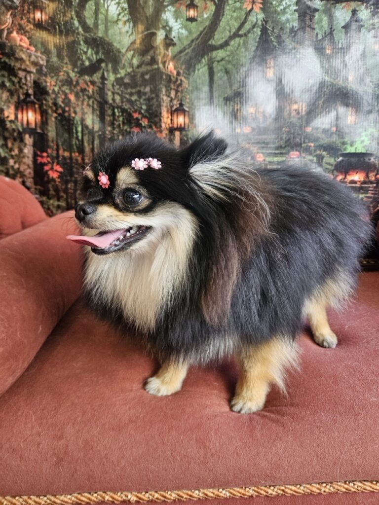 Donatella na Realeza Pets, foto 14