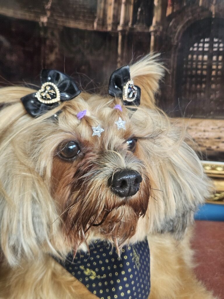 Holly na Realeza Pets, foto 5