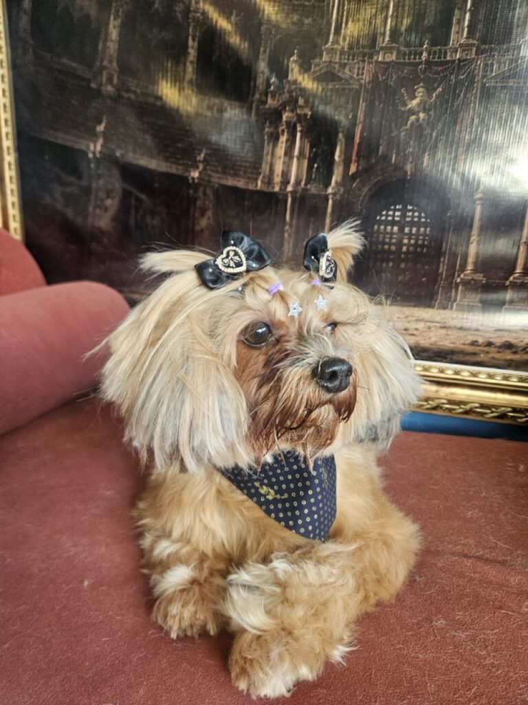 Holly na Realeza Pets, foto 6