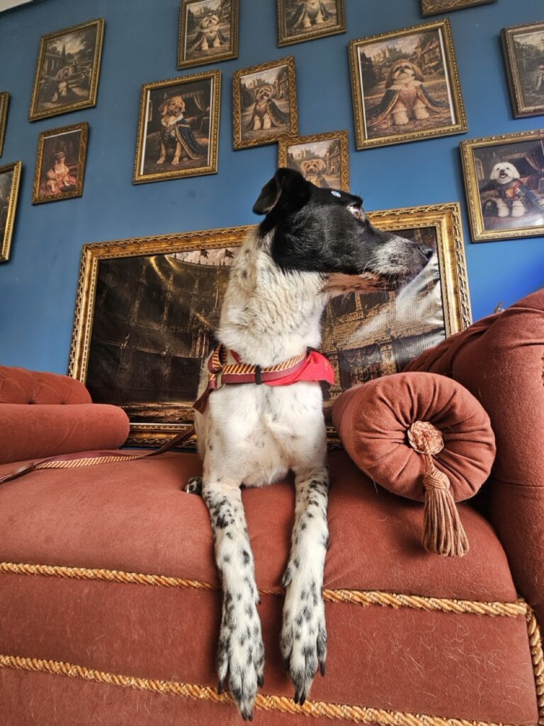 Kiara na Realeza Pets, foto 5
