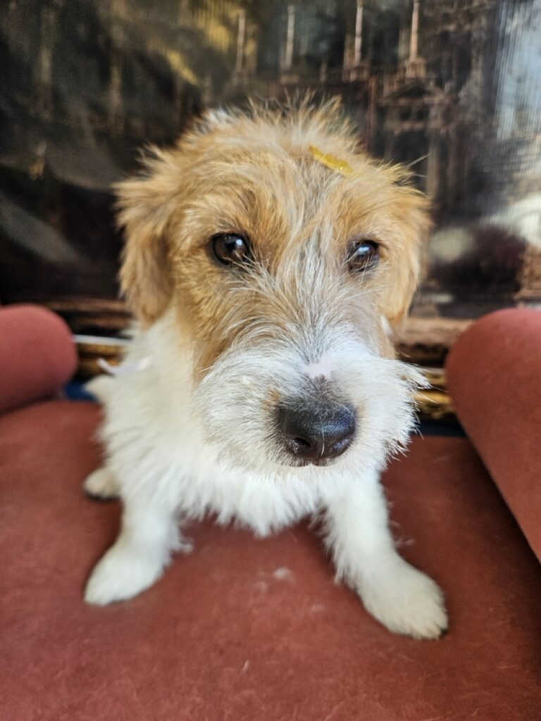 Bob na Realeza Pets, foto 5