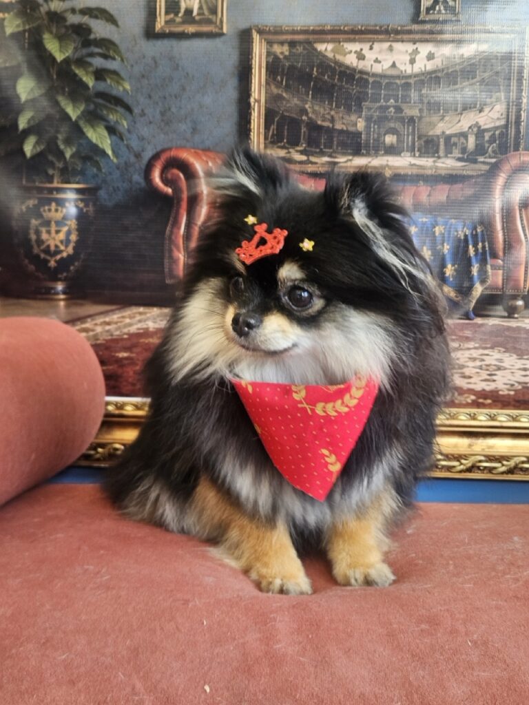 Donatella na Realeza Pets, foto 8