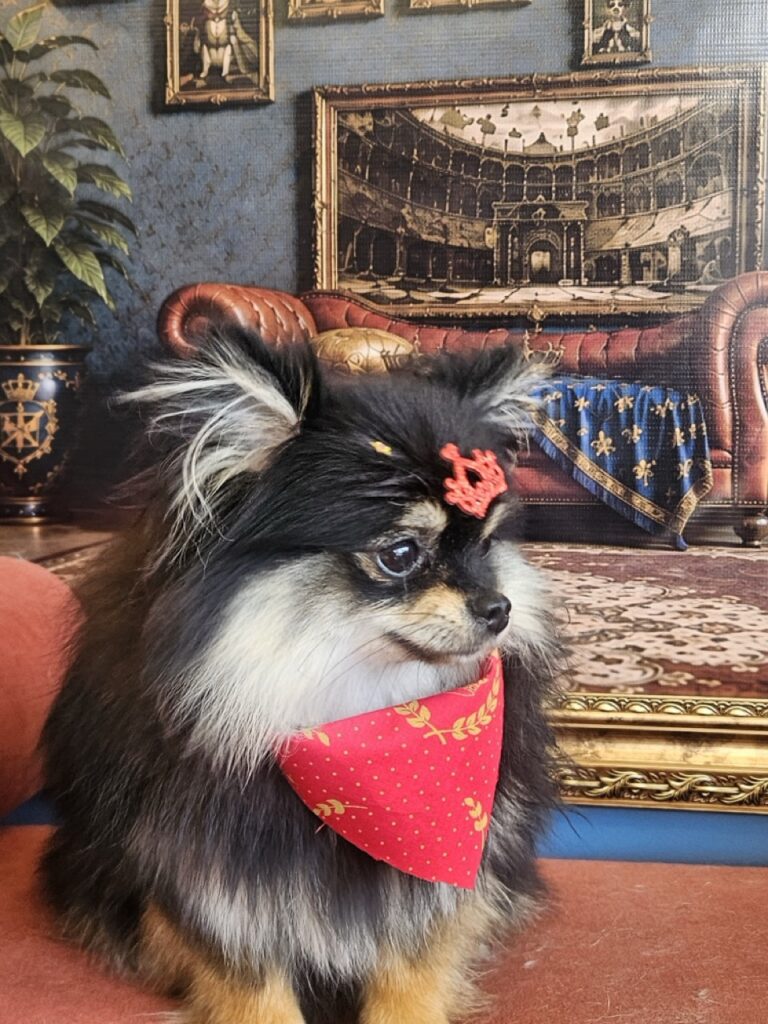 Donatella na Realeza Pets, foto 9