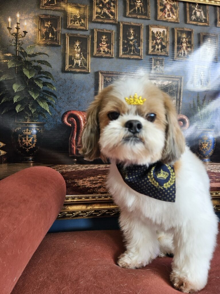 Buddy na Realeza Pets, foto 14