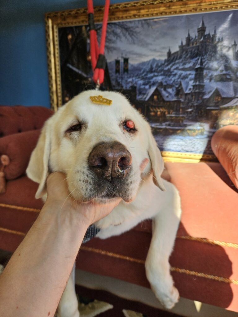 Ed, Labrador atendido na Realeza Pets