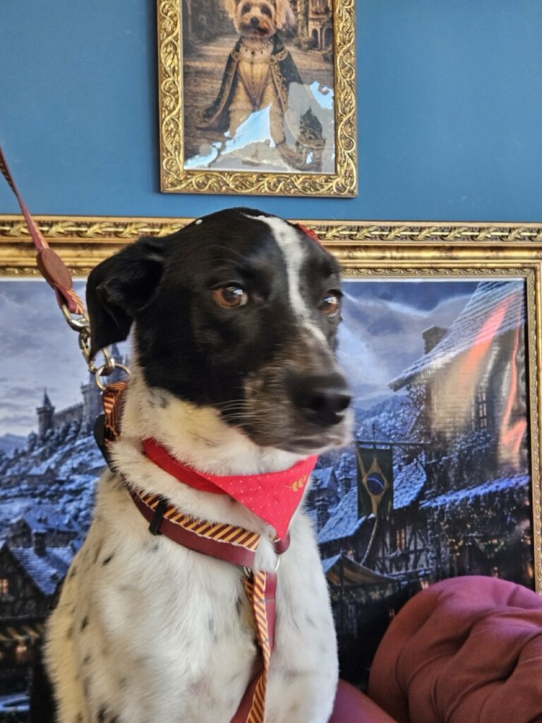 Foto de capa