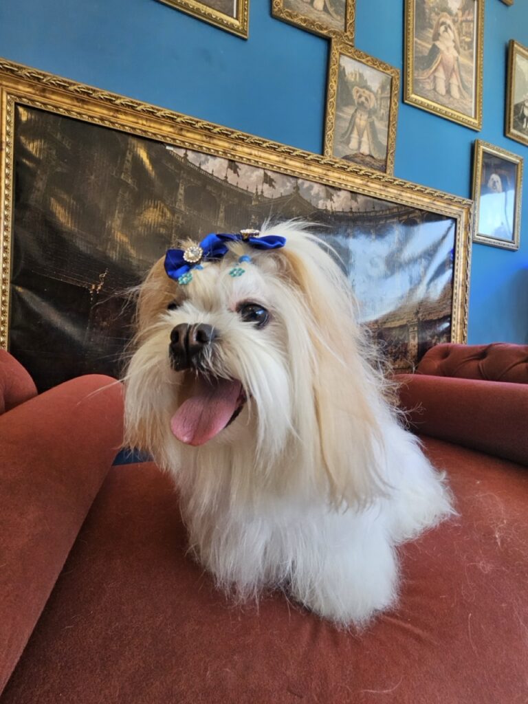 Bibi na Realeza Pets, foto 10