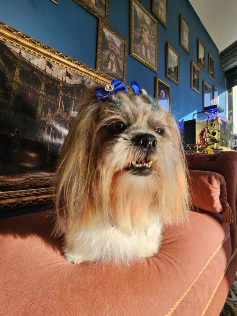 Bolinha na Realeza Pets, foto 7