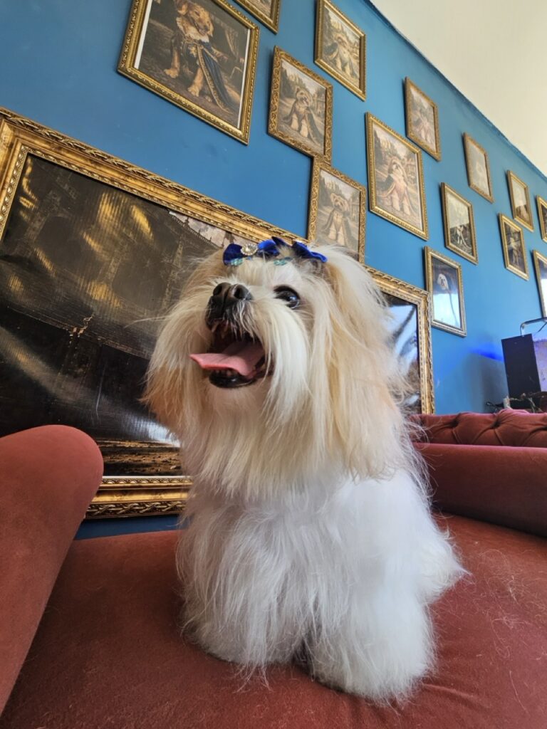 Bibi na Realeza Pets, foto 11