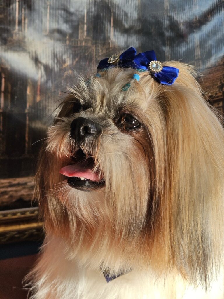 Bolinha na Realeza Pets, foto 8