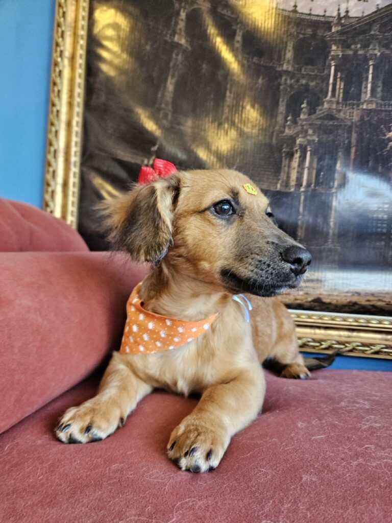 Foto de capa