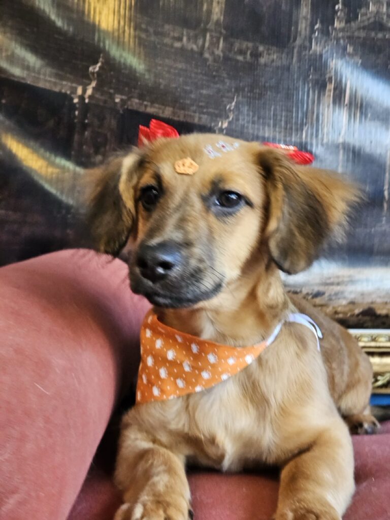 Mafalda, SRD atendido na Realeza Pets