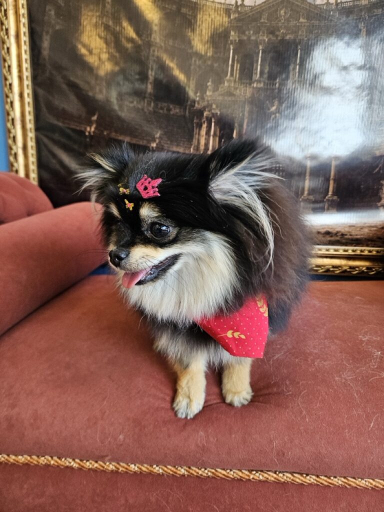 Donatella na Realeza Pets, foto 5