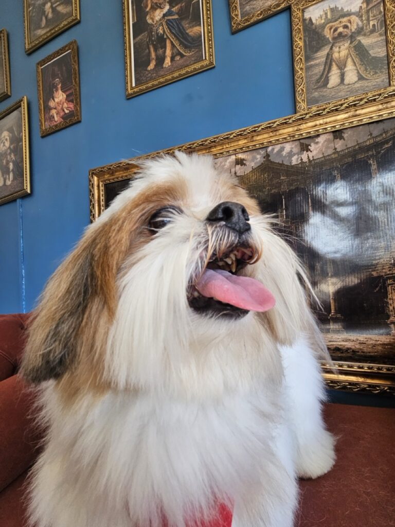 Buddy na Realeza Pets, foto 5