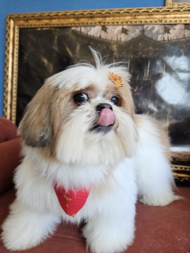 Buddy na Realeza Pets, foto 6