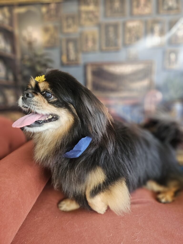 Maxuel na Realeza Pets, foto 7