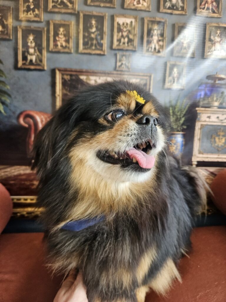 Maxuel na Realeza Pets, foto 8