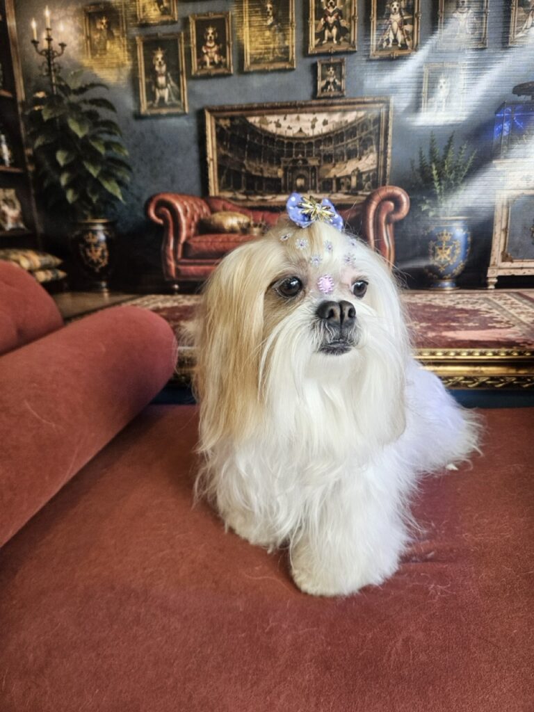 Bibi na Realeza Pets, foto 15