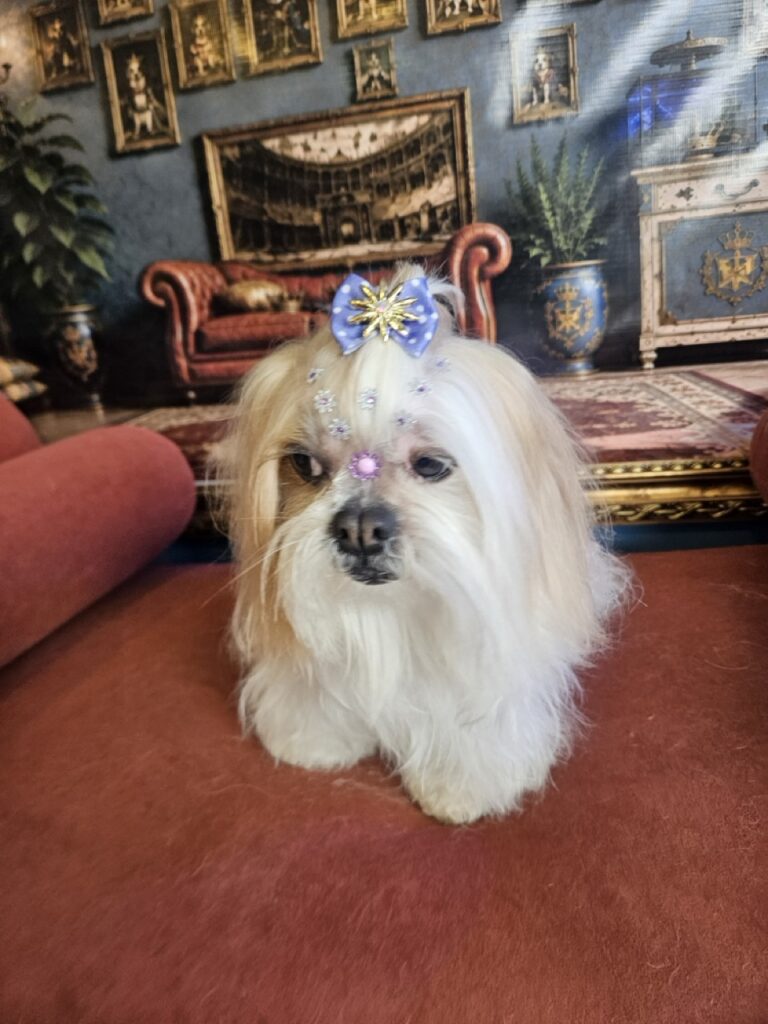 Bibi na Realeza Pets, foto 14