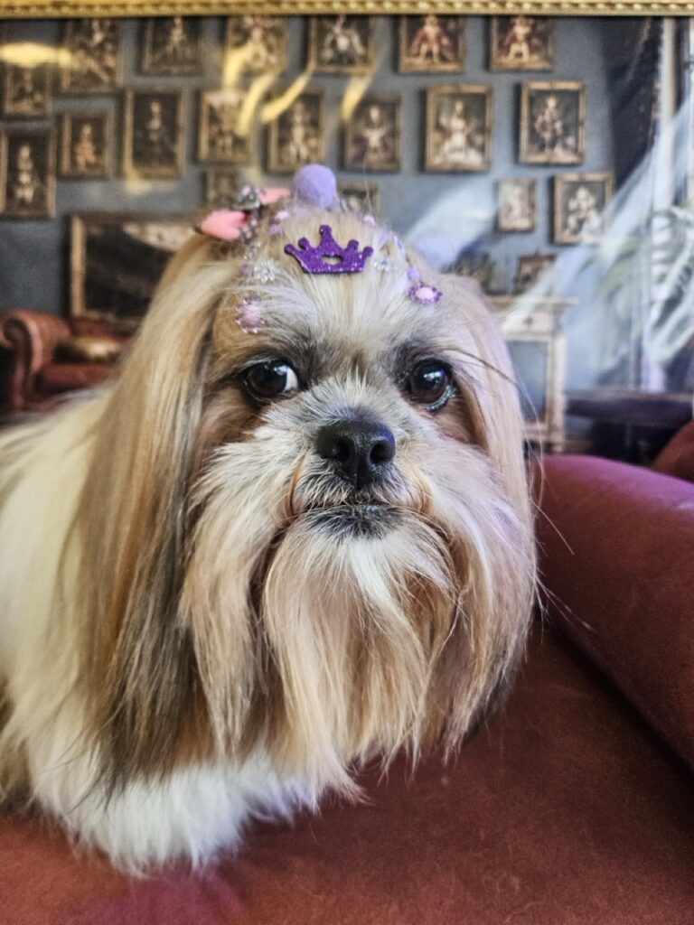 Bolinha na Realeza Pets, foto 11