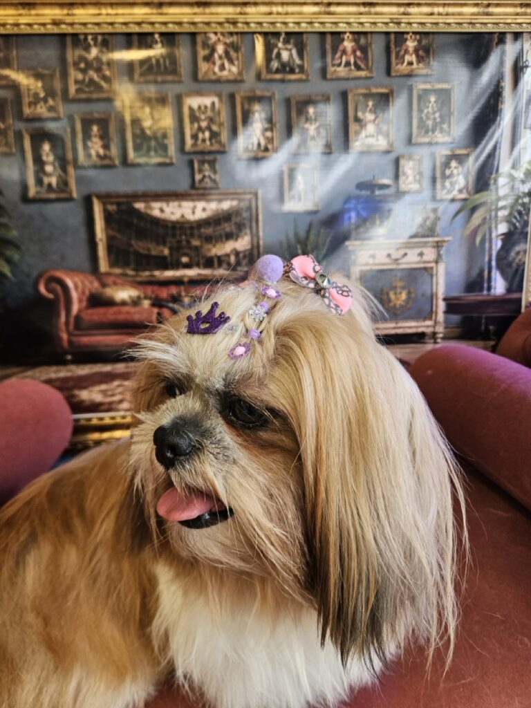 Bolinha na Realeza Pets, foto 12
