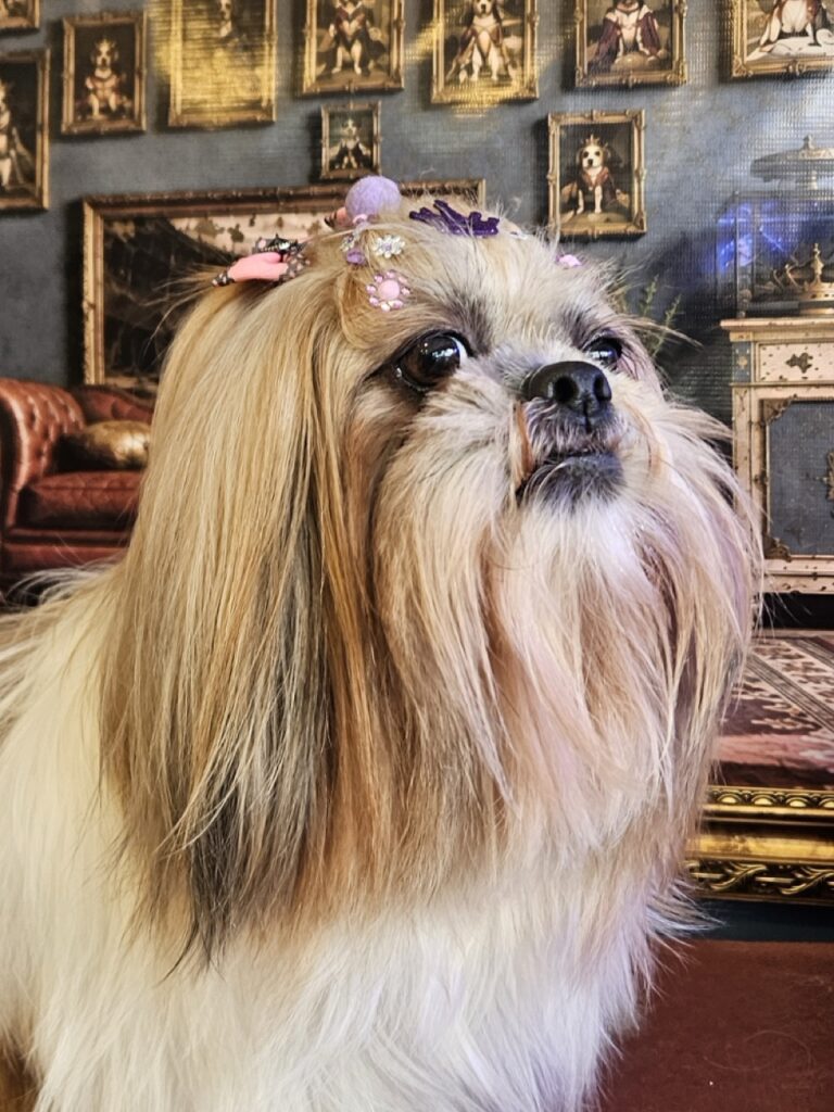 Bolinha na Realeza Pets, foto 14