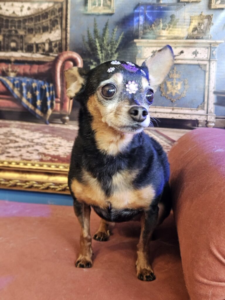 Ginger, Pinscher atendido na Realeza Pets