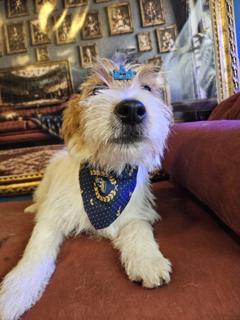 Bob na Realeza Pets, foto 11