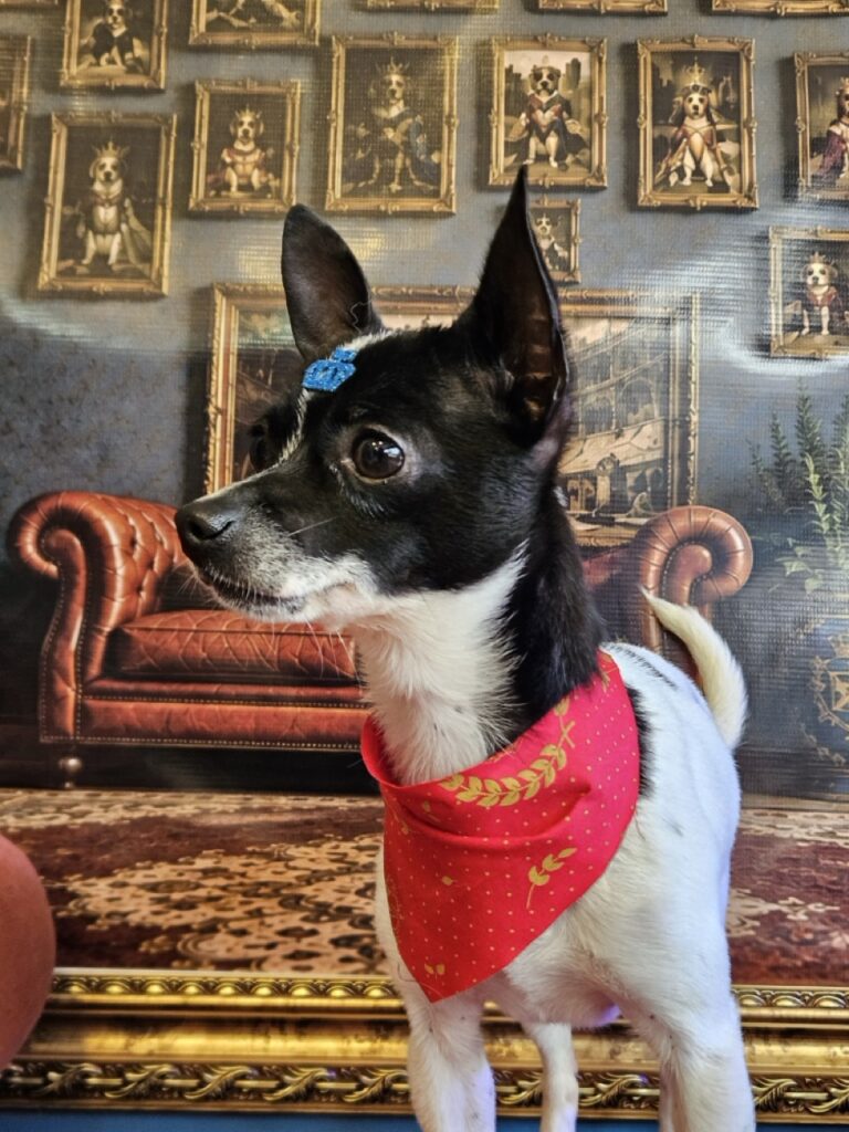 Floquinho, Pinscher atendido na Realeza Pets