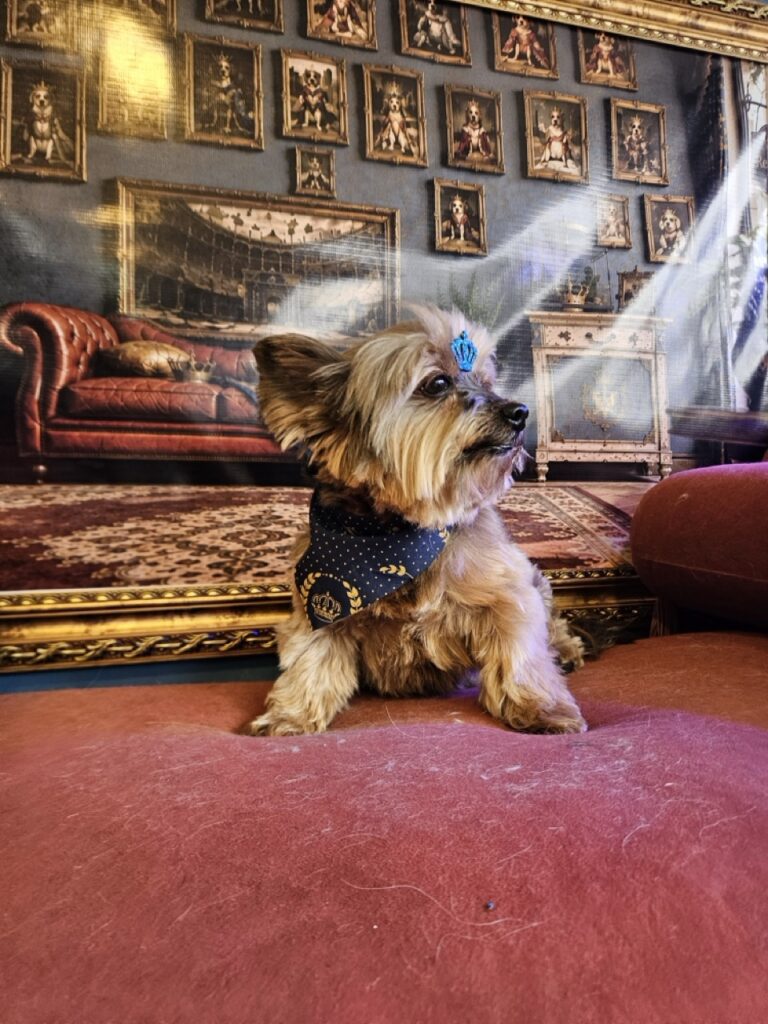 Theodoro na Realeza Pets, foto 6