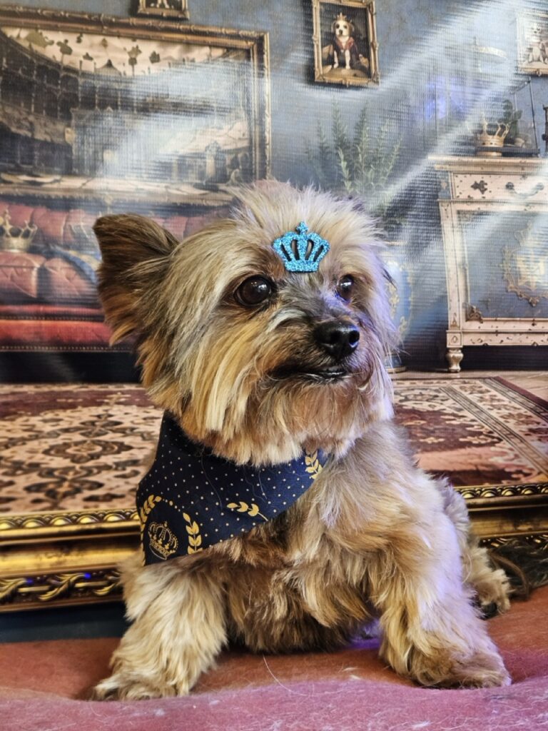 Theodoro na Realeza Pets, foto 7