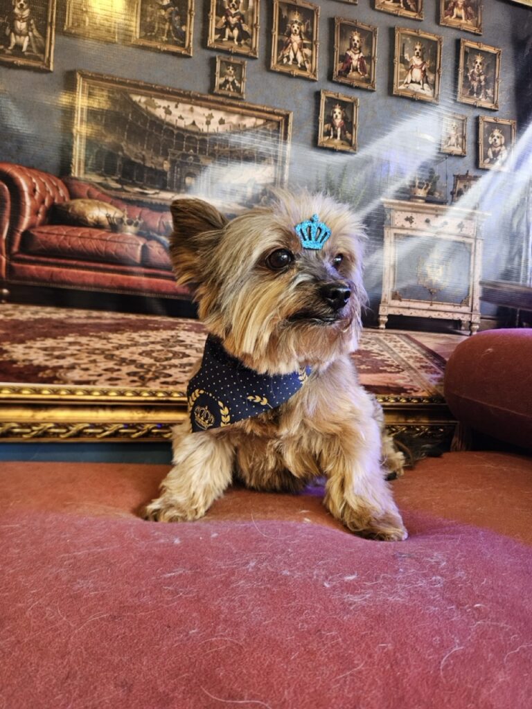 Theodoro na Realeza Pets, foto 8