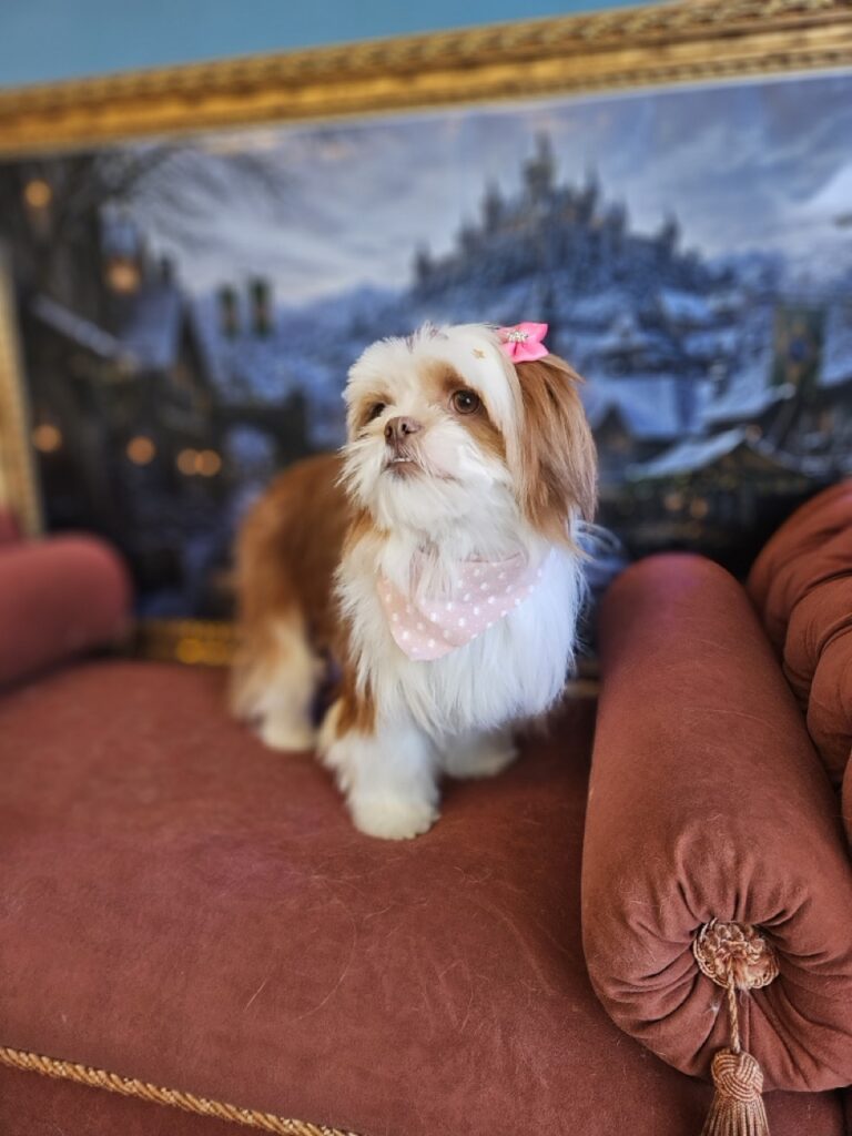 Foto de capa