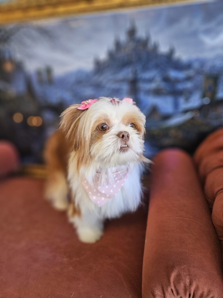 Foto de capa